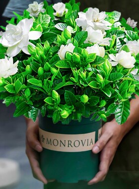 Gardenia flower pot indoor with flower buds, branches, flow