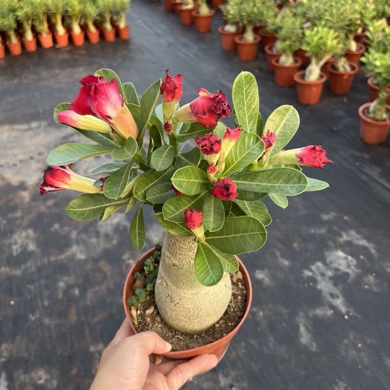 Double petaled desert rose potted old pile flower potted in