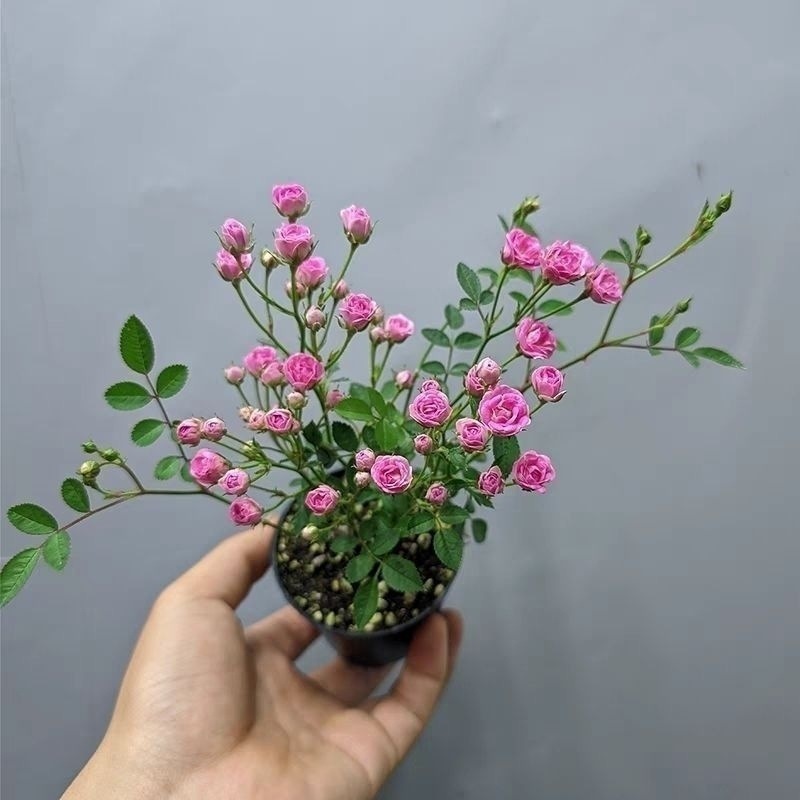 Small potted indoor green plants and flowers with flower bu