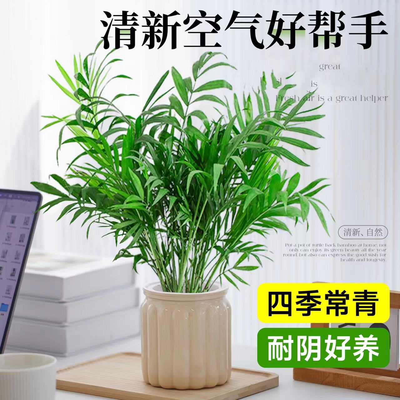 Pocket sized coconut hydroponic plant potted indoor green p