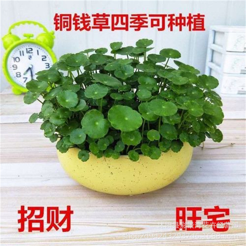 Copper money grass hydroponics, soil cultivation, potted pl