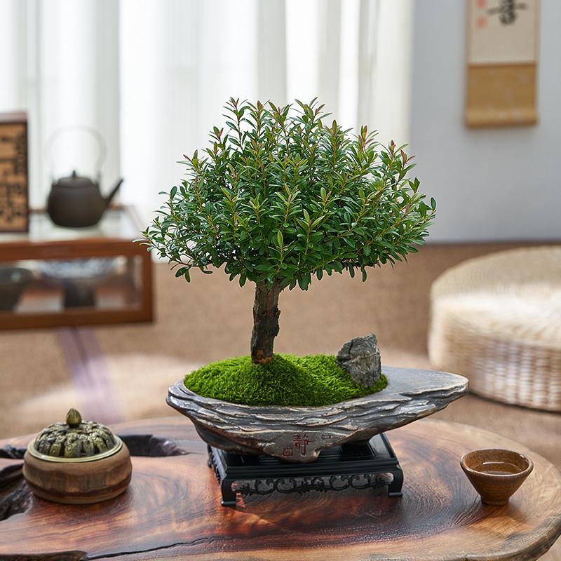 Small leaved red fern bonsai with old stump shape, potted p