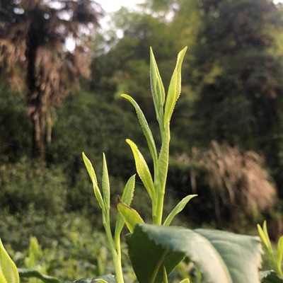 【大石坑】2025新茶涌溪火青高山云雾绿茶500g炒青茶叶兰花香耐泡
