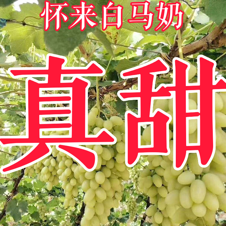 【正宗马奶】怀来马奶葡萄沙城白葡萄/提子