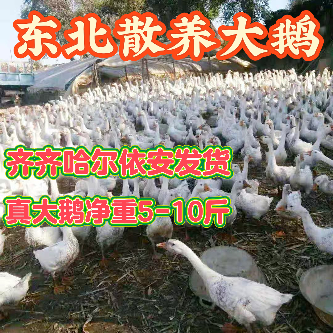 【真大鹅】齐齐哈尔依安东北笨大鹅整只黑龙江农村散养现杀现发