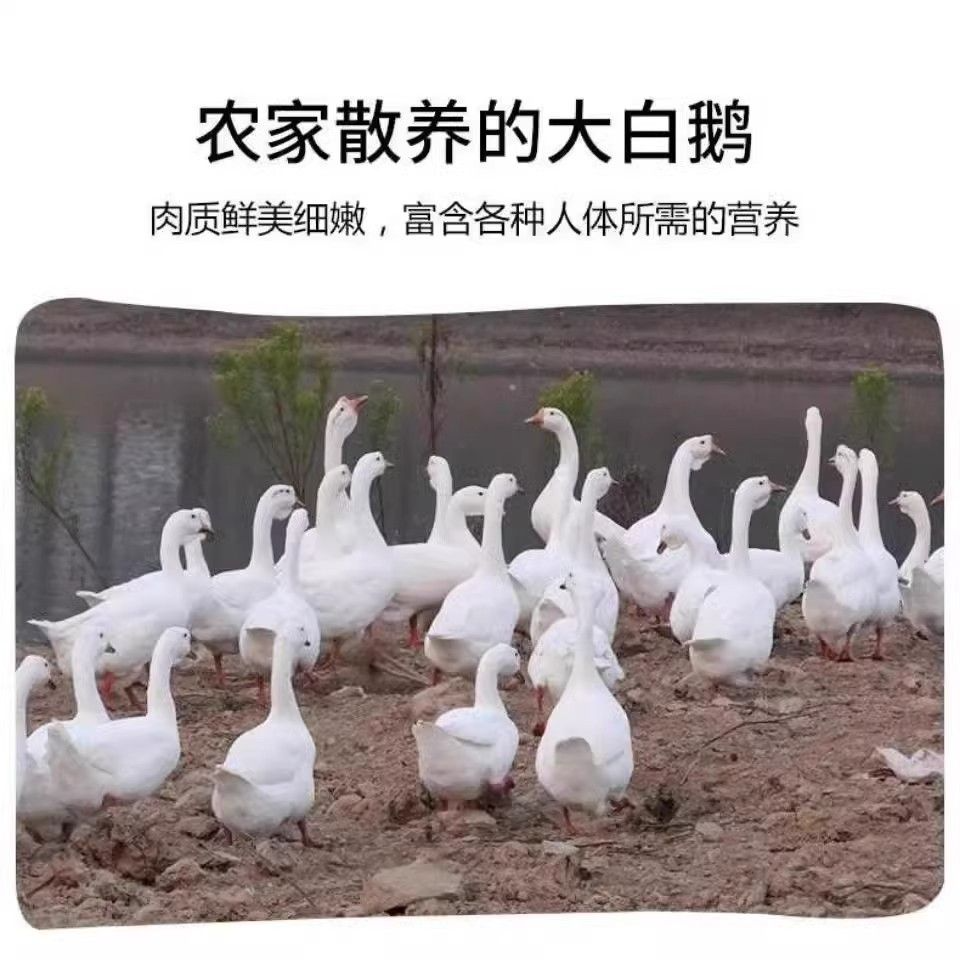东北大鹅【真大鹅】东北笨大鹅整只黑龙江农村散养现杀现发