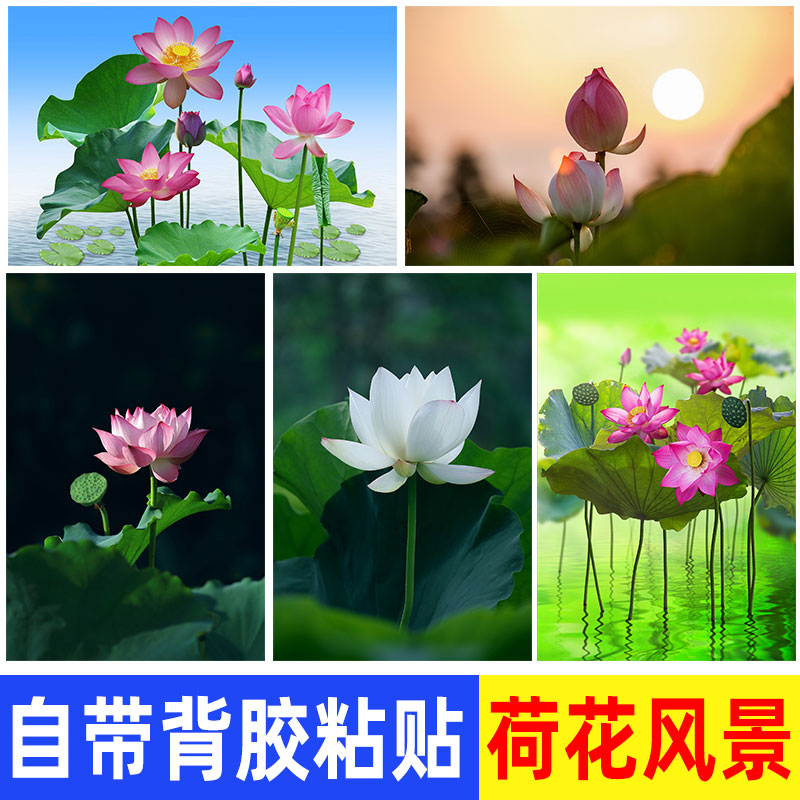 荷花海报贴画荷叶白莲花图佛堂中堂风景背景客厅装饰画自粘墙壁画