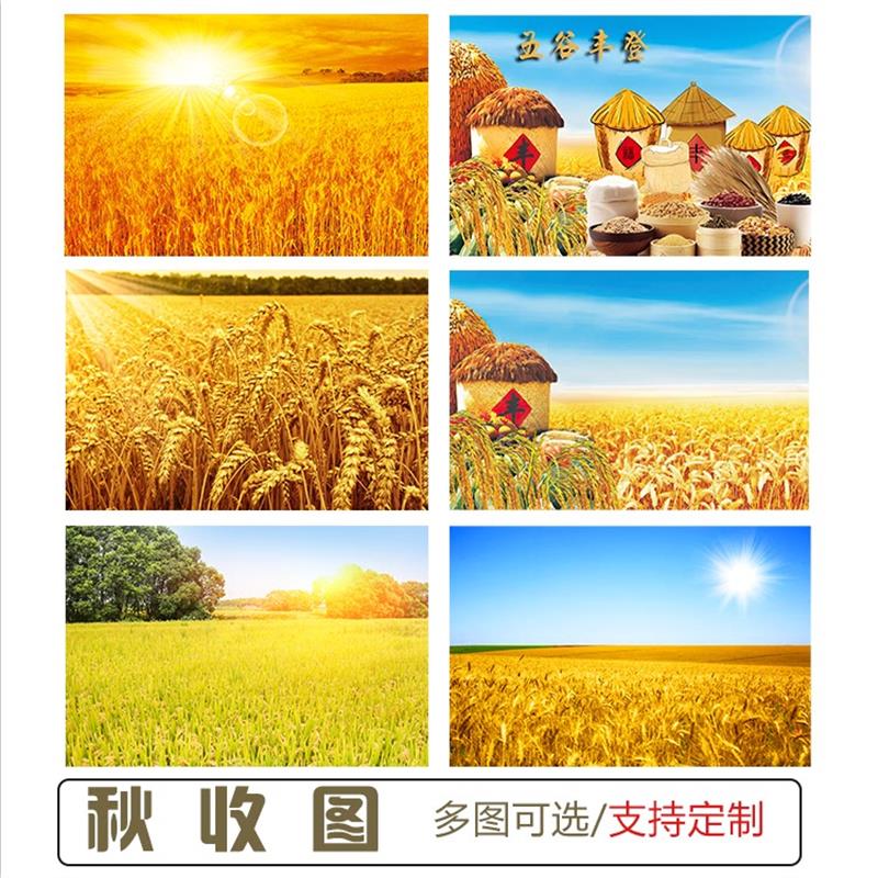 秋收风景图麦穗稻田田园风光客厅餐厅装饰画五谷丰登饭店自粘贴画