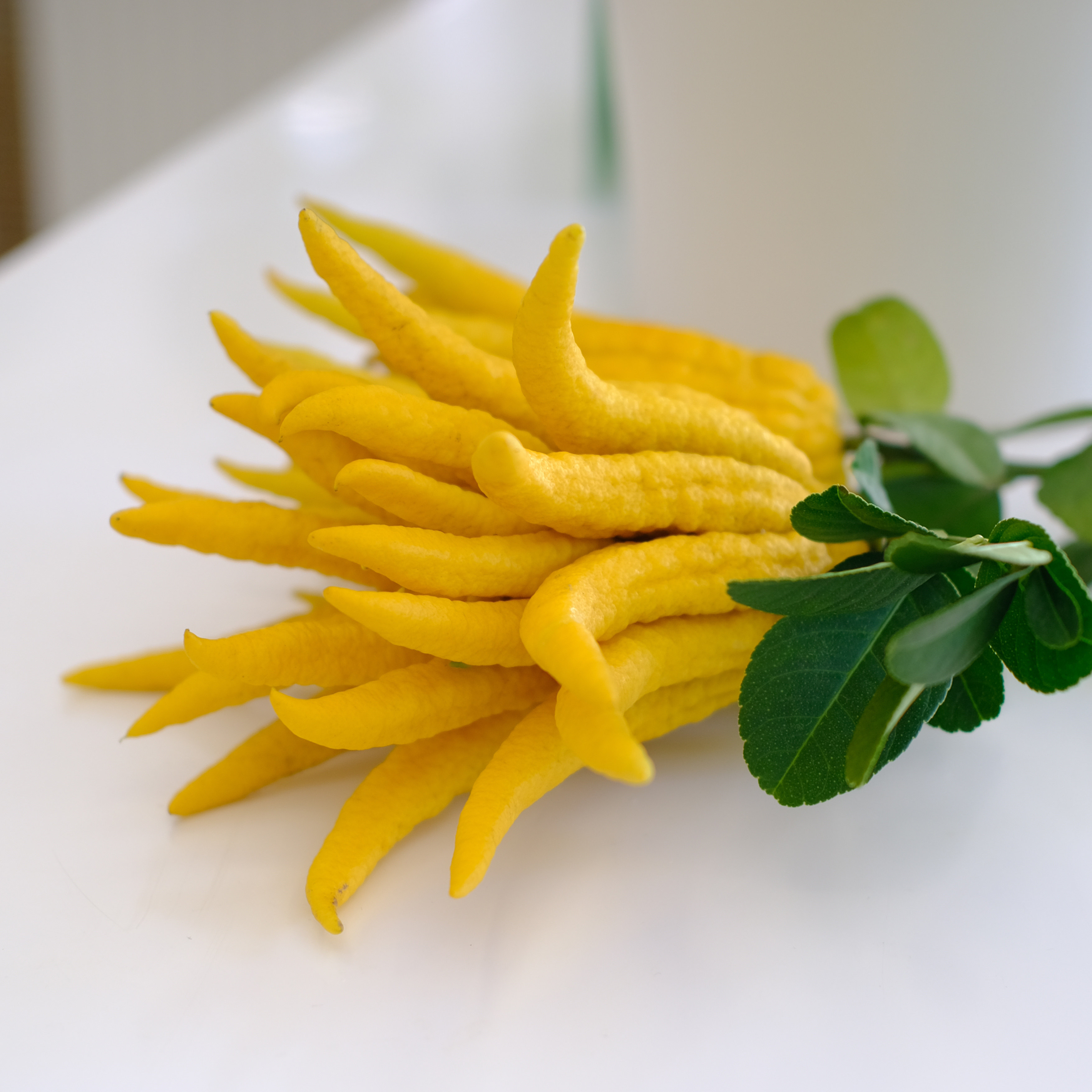 【现摘现发】包邮金华佛手插花摆放观赏清供金佛手国潮闻香果