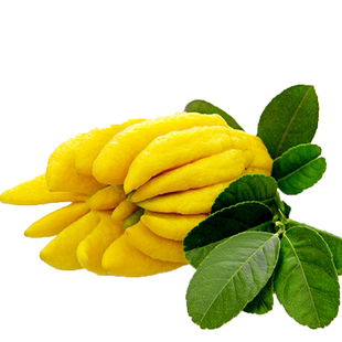 金华佛手插花摆放观赏清供金佛手国潮青果水培现摘