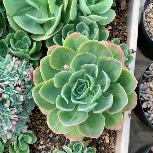 德芙