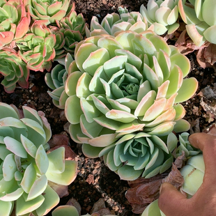 人面桃花