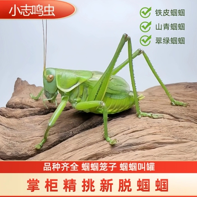 蝈蝈活鸣虫平谷铁皮蝈蝈