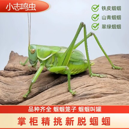 蝈蝈活虫蝈蝈鸣虫新脱蝈蝈平谷大铁皮蝈蝈新脱翡翠绿蝈蝈山青蝈蝈