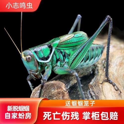铁皮蝈蝈翠绿蝈蝈小志鸣虫