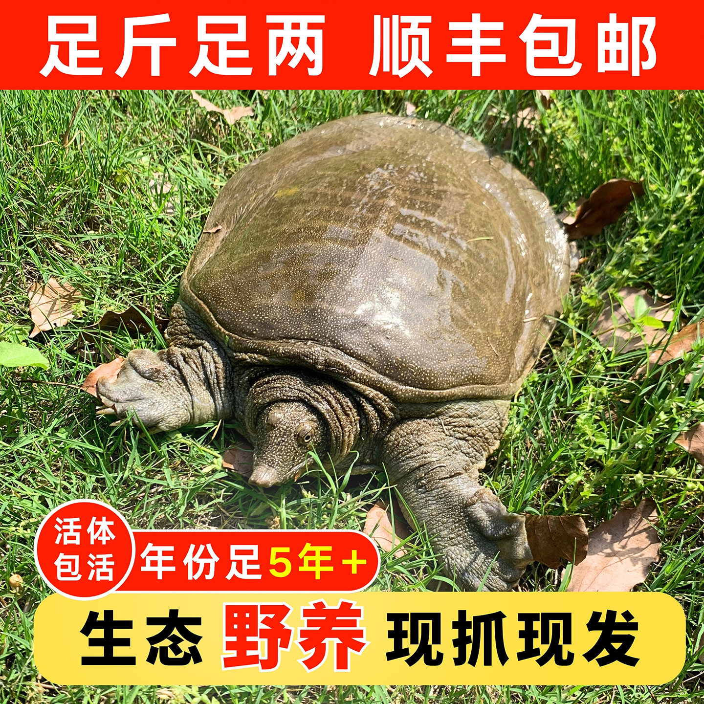5年外塘生态公甲鱼鲜活散养3斤老鳖团鱼王八鱼滋补煲汤顺丰包邮