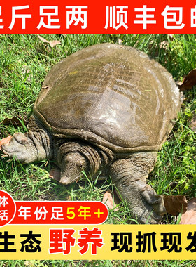 5年生态公甲鱼现抓现发鲜活到家