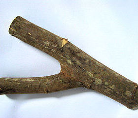 栎木甲虫造景实木树枝树皮造景攀爬栖息交配成虫翻身饲养新品热销