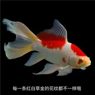 长尾红白草金好养耐活冷水鱼活体金鱼锦鲤招财风水观赏鱼鱼苗批发