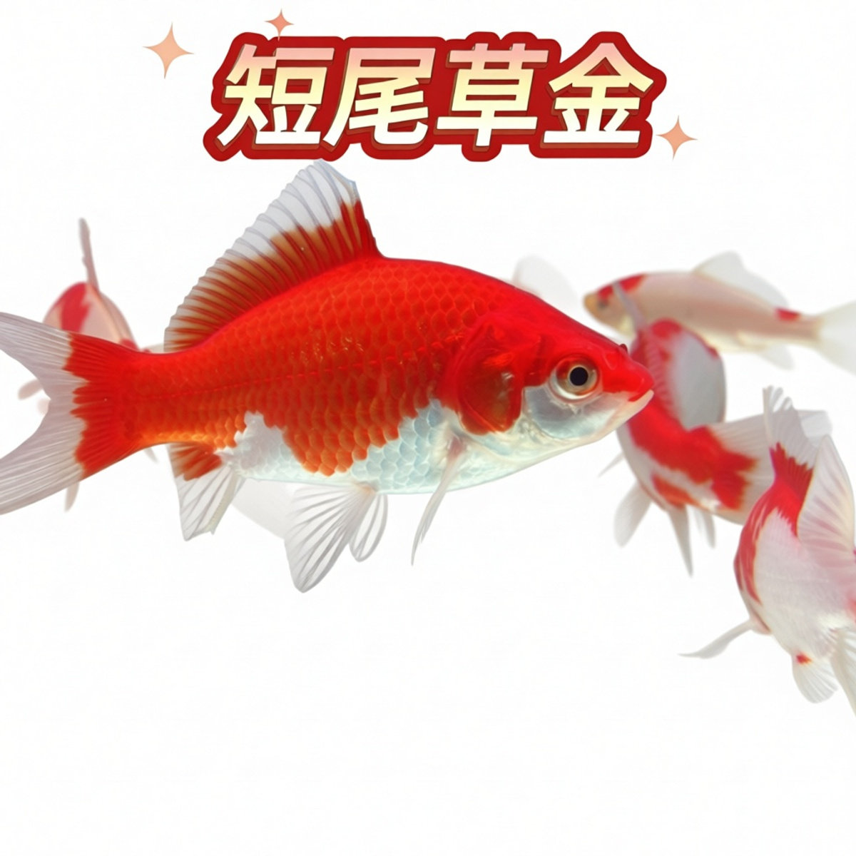 严选短尾红白草金长尾红白草金观赏鱼招财冷水鱼好看懒人好养风水