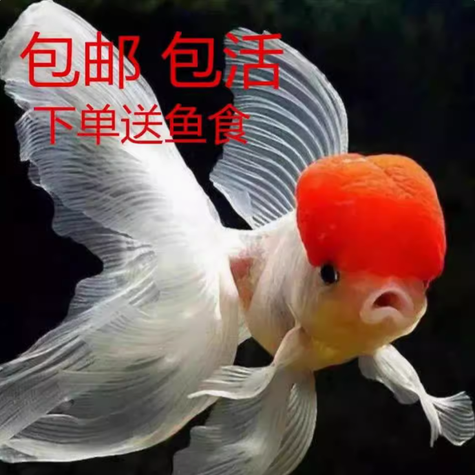 冷水金鱼观赏鱼耐活好养淡水狮子头丹顶虎头龙睛草金鱼活鱼饲料鱼