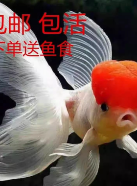 冷水金鱼观赏鱼耐活好养淡水狮子头丹顶虎头龙睛草金鱼活鱼饲料鱼