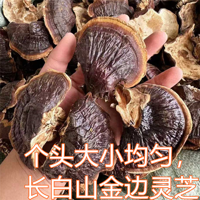 金边灵芝东北灵芝煲汤泡酒林芝鸡汤灵芝干货500克