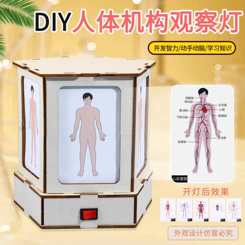 人体结构观察灯DIY科学实验