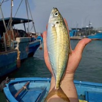 东山岛海鲜 竹夹鱼 养殖巴浪鱼 肥香大2到3条一斤 可鲜寄 4斤包邮