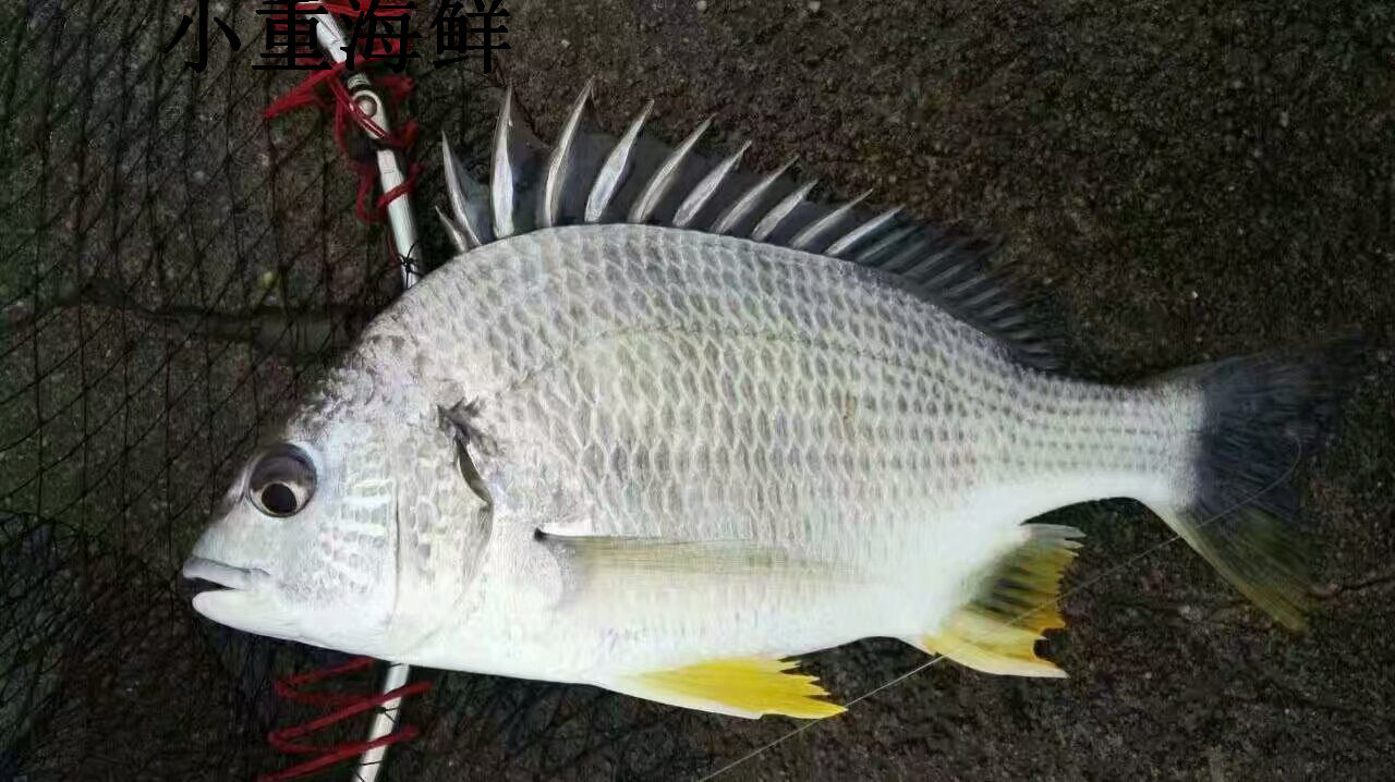 东山岛小重海鲜 海钓黄翅鱼 肉质鲜美 黄脚立 黄雕鱼一斤 包邮
