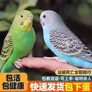 鹦鹉活鸟活物家养宠物小鸟云斑鹦鹉中小型会说话手养虎皮鹦鹉包活