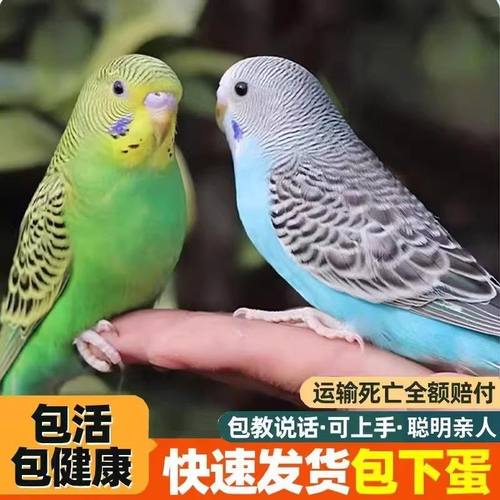 虎皮云斑鹦鹉活鸟学说话公母一对