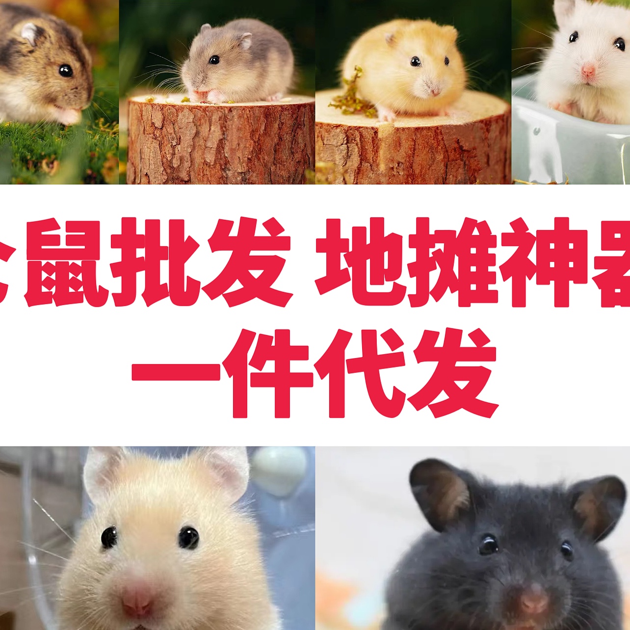 仓鼠地摊夜市套圈宠物活物三线银狐布丁金丝熊虎纹熊一件代发包活