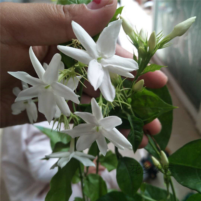 正宗最香笔尖茉莉花盆栽品质苗独干棒棒糖珍品重笔原盆土带花发货