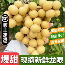广西石硖龙眼当季特产现摘现发新鲜纯甜水果核小桂圆顺丰冷链直发