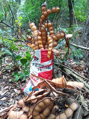 云南自然磕藤大豆荚过江龙豆荚DIY豆荚娃娃家居禅意摆件大豆荚