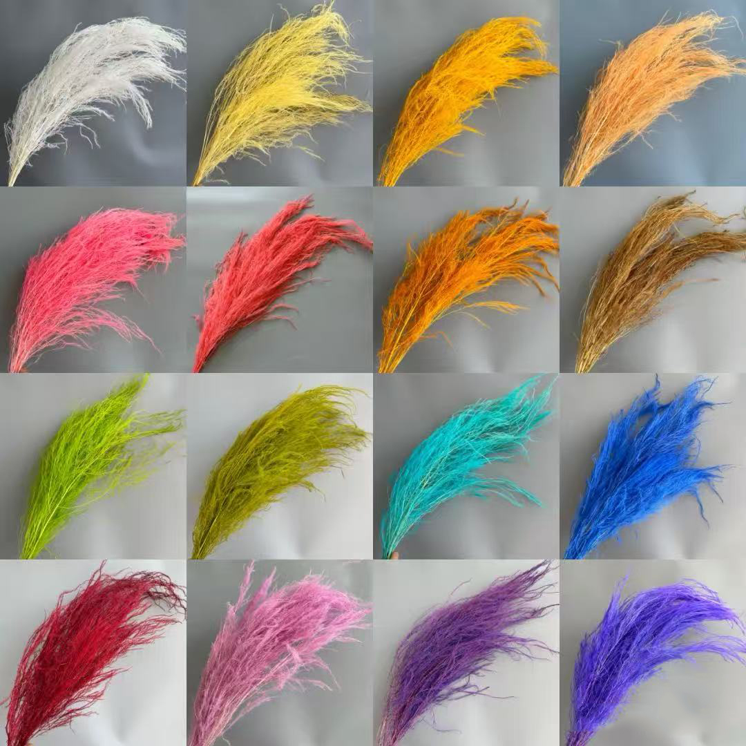 永生花龙须草羽毛天然真花