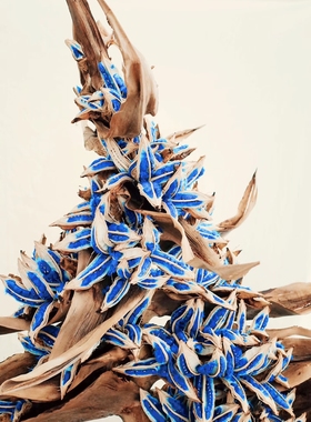 旅人蕉果荚 天然克兰因蓝蓝色种子饱满 植物种子标本旅人蕉种子