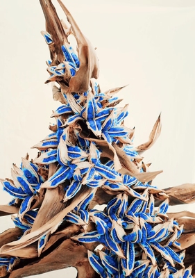 旅人蕉果荚 天然克兰因蓝蓝色种子饱满 植物种子标本旅人蕉种子