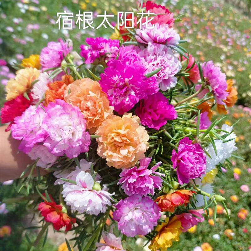24色进口重瓣太阳花多年生好养牡丹/芍药