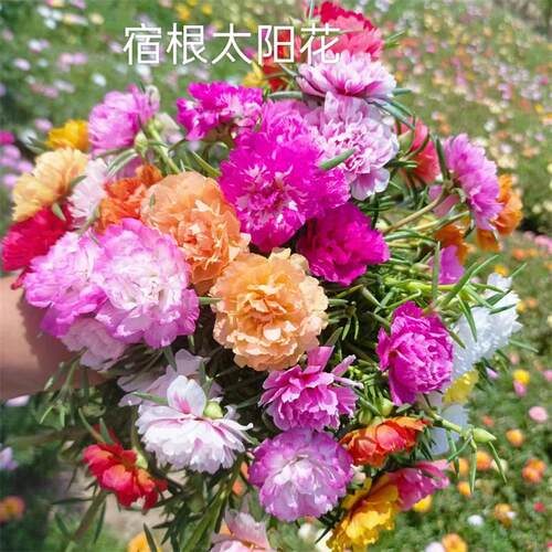 24色进口重瓣太阳花多年生好养带花苞发货阳台盆栽庭院松叶牡丹