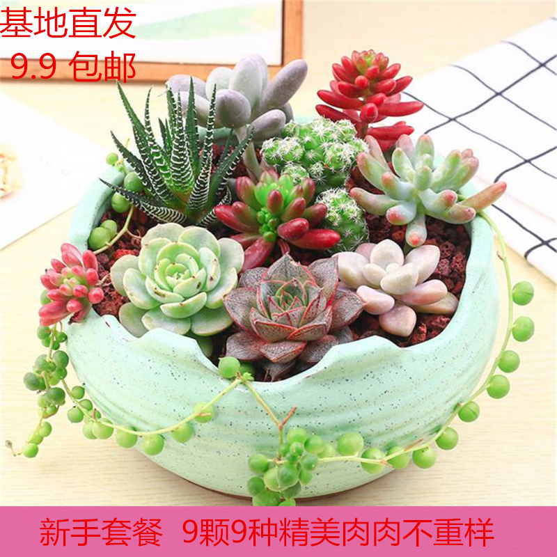 新手多肉植物组合盆栽 新套餐 桃蛋玉露超萌防辐射含盆含土包邮