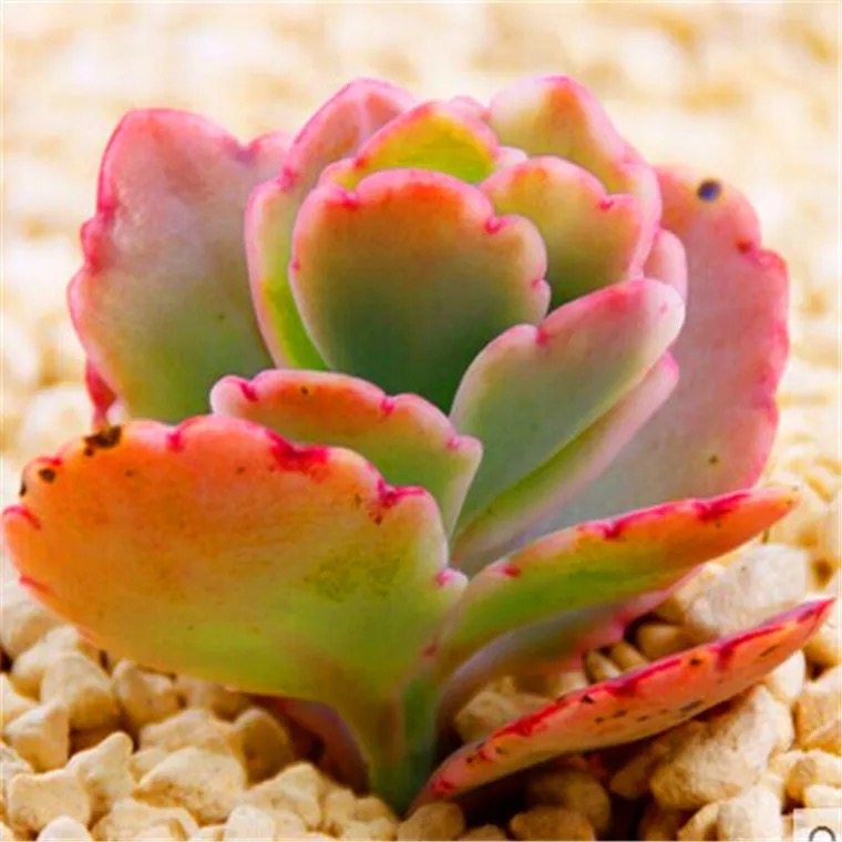 蝴蝶之舞锦多肉植物玉吊钟不死鸟玉吊钟系易爆盆群生萌肉粉色盆栽