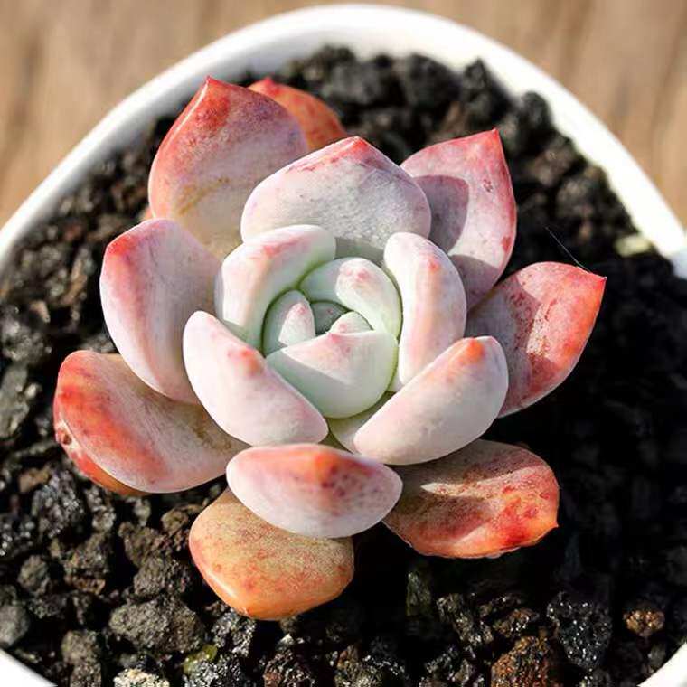 橙梦露多肉植物稀有品种大颗好养高级厚叶状态好正版精品满28包邮