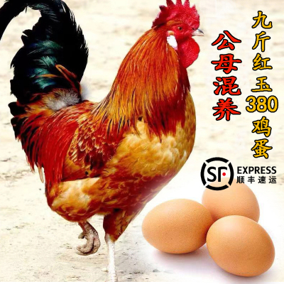 新鲜30枚九斤红玉鸡蛋大型土鸡蛋