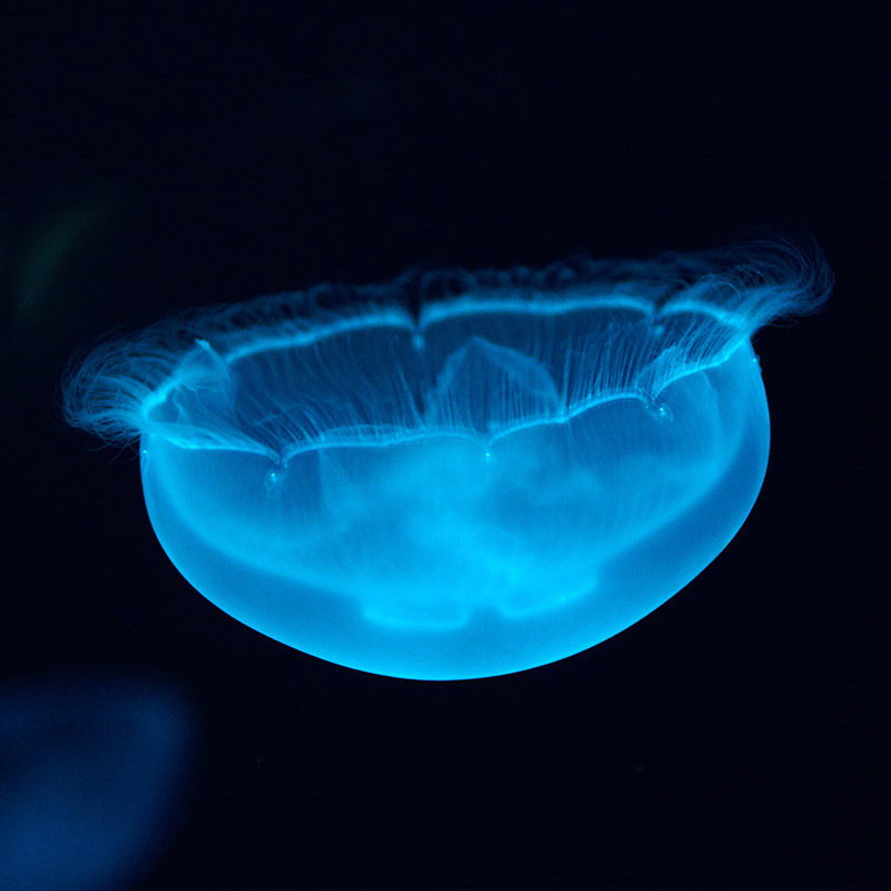 赤月海月水母活物水里好养小型小宠物动物水族迷你桌面观赏鱼缸