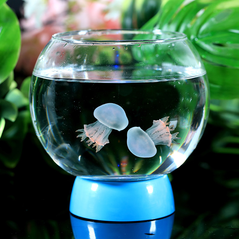 赤月海月水母活物好养巴布亚小宠物水族海水观赏迷你学生宿舍桌面