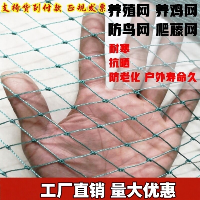 家禽养鸡网尼龙网植物防鸟网