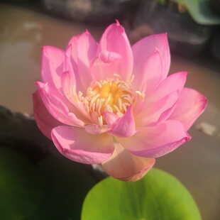 姗火 碗莲种藕 小型碗莲盆栽荷花种藕裸根小容器栽培阳台庭院水生