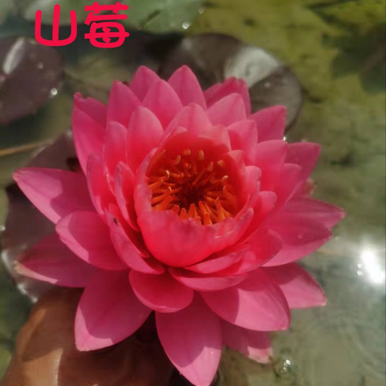 山莓 耐寒睡莲种茎块茎 庭院缸种池栽夏季水生花卉湖南怀化杨德高